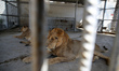 A lion and a lioness are seen  at nama zoo in Gaza city on July 20, 2022. 