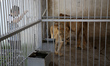 A lion and a lioness are seen  at nama zoo in Gaza city on July 20, 2022. 