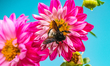 Bombus (Orientalibombus) haemorrhoidalis Smith is a large and colourful bumble bee that se...