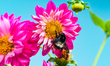 Bombus (Orientalibombus) haemorrhoidalis Smith is a large and colourful bumble bee that se...