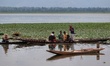 People collect water chestnuts which the later sell to the traders at Wular Lake In Bandip...