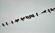  A family of Barn swallow bird take rest on electric wires  in Nagaon district, Assam, Ind...