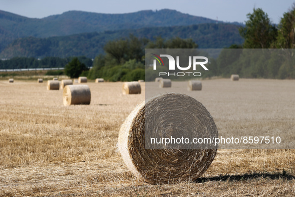 Hay sheaves are seen on a field in Slovakia on July 28, 2022. 