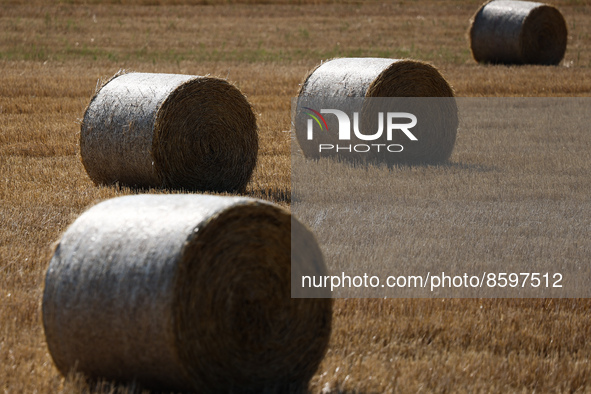 Hay sheaves are seen on a field in Slovakia on July 28, 2022. 