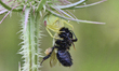 Green Crab Spider (Misumessus oblongus) feasts on a Bumblebee (Bombus) in Toronto, Ontario...