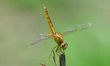 A dragonfly sits on a branch at a park in Guwahati ,india on August 6,2022. 