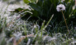 The dew on the grass froze into ice at the Setiaku temple area in Banjarnegara, Central Ja...