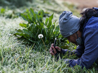 A tourist takes a photo of dew on the grass that froze into ice at the Setiaku temple area in Banjarnegara, Central Java province, Indonesia...