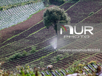 Local farmers at work in the fields of the Dieng mountain area in Banjarnegara, Central Java province, Indonesia, on August 6, 2022. (