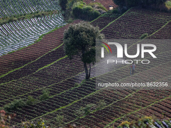 Local farmers at work in the fields of the Dieng mountain area in Banjarnegara, Central Java province, Indonesia, on August 6, 2022. (