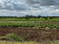 Farmland in Nilakkottai (Nilakottai), Tamil Nadu, India, on May 18, 2022.  (