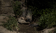 Rivers in northern Portugal remain in extreme drought. Temperatures remain high across the...