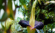 Amorphophallus titanum (titan arum) in Warsaw, Poland on June 14, 2021 