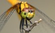 A dragonfly sits on a branch at a garden in Nagaon district, in the northeastern state of...
