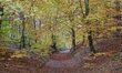 Gdansk, Poland 26th, October 2015Forest road in Otomin near Gdansk on the sunny autumn ev...