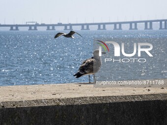 A seagull is seen perching on one of the pillars of the Tejo river promenade port in Oriente. Lisbon, August 23, 2022. Portugal recorded ano...