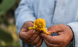 A worker picks prickly pears on August 24, 2022 in the Qalyubia Governorate, Egypt. The se...