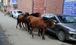 Abandoned horses on roads create problems for pedestrians in Sopore District Baramulla Jam...