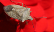 Consperse stink bug (Euschistus conspersus) on a dahlia flower in Markham, Ontario, Canada...