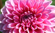 Close-up of a pink Dahlia flower growing at a flower farm in Markham, Ontario, Canada, on...