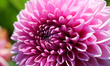 Close-up of a pink Dahlia flower growing at a flower farm in Markham, Ontario, Canada, on...