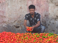 A vendor sort Naga King Chilli as he sales them at a daily market in Dimapur, India north eastern state of Nagaland on Wednesday, 31 August...