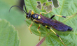 Black and yellow mud dauber wasp (Sceliphron caementarium) on a leaf in Markham, Ontario,...
