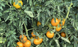 Tomatoes growing at a farm in Markham, Ontario, Canada, on September 10, 2022. 