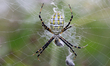 Black and yellow garden spider (Argiope aurantia) wrapping its prey in a cocoon of silk in...