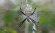 Black and yellow garden spider (Argiope aurantia) wrapping its prey in a cocoon of silk in...