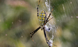 Black and yellow garden spider (Argiope aurantia) wrapping its prey in a cocoon of silk in...