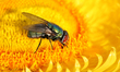 Common green bottle fly (Lucilia sericata) on a Golden Everlasting Flower (Xerochrysum bra...