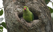 A parrot is seen in a tree hole in Nagaon district of Assam, India, September 25, 2022. 