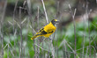 A black-hooded oriole perch on a tree branch in Nagaon district of Assam, India, September...