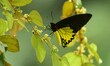 A Butterfly seen collecting nectar from a flower in Nagaon district of Assam, India, Septe...