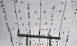 A family of Barn swallow bird take rest on electric wire in Nagaon district of Assam, Indi...