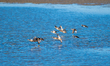 Mallard ducks are seen landing near the Great Miami River on Tuesday, September 27, 2022,...