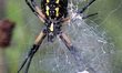 Ventral view of a black and yellow garden spider (Argiope aurantia) in Toronto, Ontario, C...
