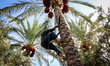 Palestinian farmers harvest dates from a palm tree during harvest season in Khan Younis in...