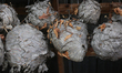 Paper wasp and hornets nests displayed in Woodbridge, Ontario, Canada, on October 08, 2022...