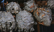Paper wasp and hornets nests displayed in Woodbridge, Ontario, Canada, on October 08, 2022...