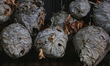 Paper wasp and hornets nests displayed in Woodbridge, Ontario, Canada, on October 08, 2022...