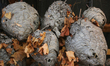 Paper wasp and hornets nests displayed in Woodbridge, Ontario, Canada, on October 08, 2022...