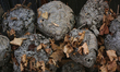 Paper wasp and hornets nests displayed in Woodbridge, Ontario, Canada, on October 08, 2022...