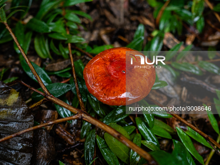 Mushroom Season Started In The Netherlands