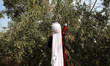 A Palestinian youth, wearing a traditional embroidered dress, picks olives during a ceremo...
