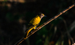 The black-hooded oriole (Oriolus xanthornus) is a member of the oriole family of medium-si...
