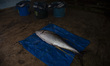 Fish caught by fishermen ready to be marketed at Sadeng fisheries port, Gunung Kidul regen...