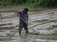 A farmer works in a paddy field in Colombo, Sri Lanka, on November 06, 2022.  (