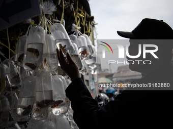 Buyers check betta fish at Parung ornamental fish market in Bogor of West Java province on 12 November 2022. Parung ornamental fish market i...